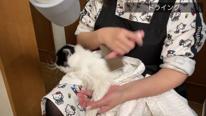 「いつもと全然違う…」猫専門の『プロ美容師』にシャンプーを依頼したら…『別猫すぎる仕上がり』に「さすがプロ」「激かわｗ」の声32万再生