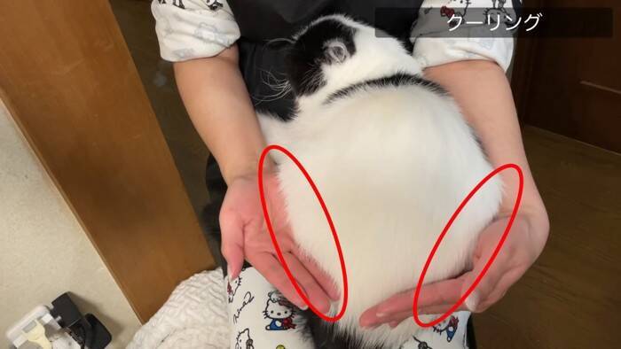 「いつもと全然違う…」猫専門の『プロ美容師』にシャンプーを依頼したら…『別猫すぎる仕上がり』に「さすがプロ」「激かわｗ」の声32万再生