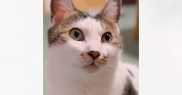 猫に『大好きだよ』と伝えた結果…涙が出るほど愛おしい『リアクション』が30万再生「返事に愛がこもってる」「ダメだわ泣けてきた」と感動