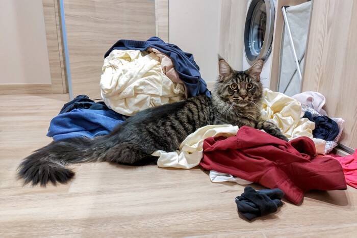 猫が『洗濯物に乗ろうとする』ときの理由4選　くつろぎたがる心理から対策術まで
