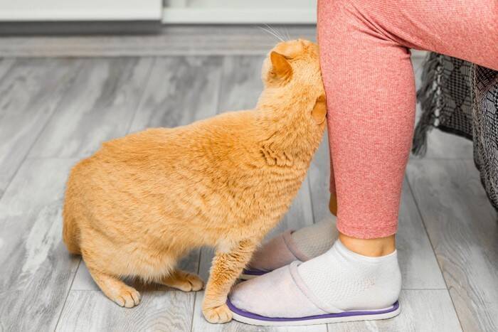 猫が飼い主の『ニオイを嗅ぎたがる』ときの理由4つ　執拗にチェックしているのはなぜ？