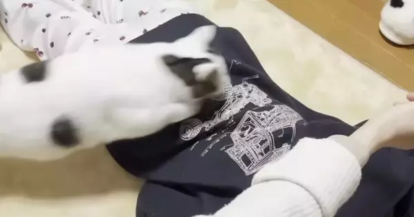 うつ伏せの娘を飛び越えて遊ぶ猫→遠慮がなくなっていって…『まさかの光景』に爆笑する人続出「面白すぎるｗ」「威力凄そうｗ」