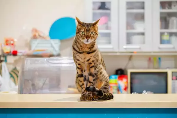 愛猫の『幸福度』を確かめる5つのポイント　幸せを感じている猫が見せるサインとは？