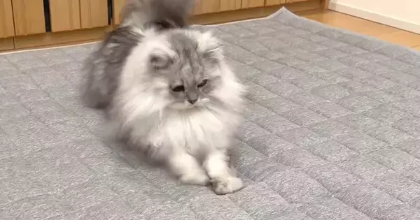 カーペットを交換していると、猫たちが興味津々な様子で…『可愛らしい反応』に癒される人が続出「テンション高めｗ」「個性が出るね」