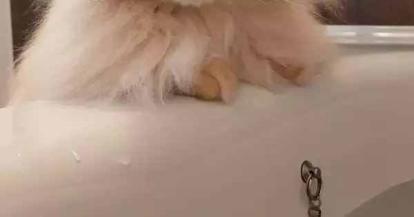 お風呂に浸かっていると、『様子を見にやってきた猫』→表情を見ると…『可愛すぎる光景』に１万いいね「笑ってしまった」「一生懸命考えてる」