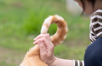猫が『おしりトントン』でうっとりする理由3選　要求してくるのはなぜ？応え方のコツも