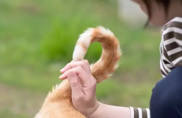 猫が『おしりトントン』でうっとりする理由3選　要求してくるのはなぜ？応え方のコツも