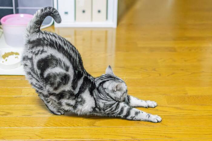 猫が『おしりトントン』でうっとりする理由3選　要求してくるのはなぜ？応え方のコツも