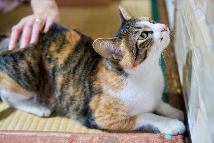 猫が『おしりトントン』でうっとりする理由3選　要求してくるのはなぜ？応え方のコツも