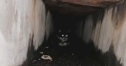 排水溝の奥で『鳴いていた子猫』を救出→約７年後…胸が熱くなる『現在の光景』に反響「愛しすぎて泣ける」「立派なボスになったね」