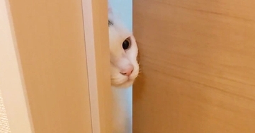 トイレ掃除中、扉の前でずっと待っていた猫→どこまでもついてきて…『甘えん坊すぎる様子』に「感動の再会みたいｗ」「可愛すぎ」と14万再生