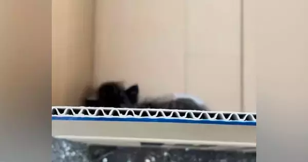 ダンボールに"捨てられていた子猫"を発見→ほっとけなくて家に連れて帰ると…涙あふれる"記録"に「愛情の賜物」「幸せな気持ちになった」