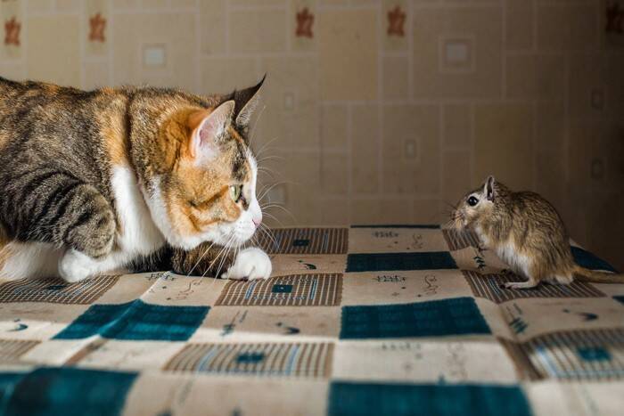 猫が『干支』に入れなかったのはなぜ？興味深い3つの説をご紹介