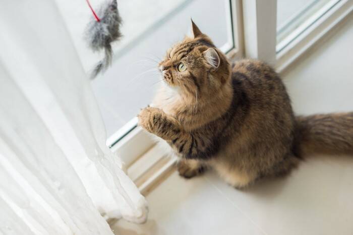 猫が独特な声で鳴く『クラッキング』をする心理3つ　不思議な行動の意味や起こりやすいシーンまで
