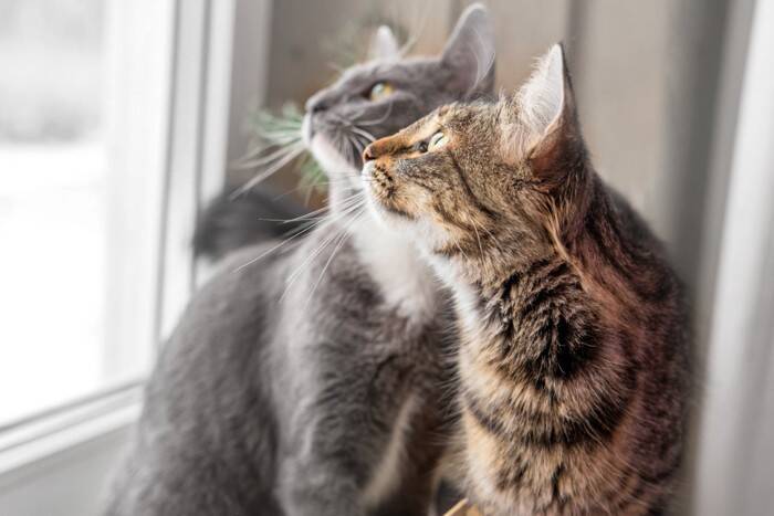 猫が独特な声で鳴く『クラッキング』をする心理3つ　不思議な行動の意味や起こりやすいシーンまで