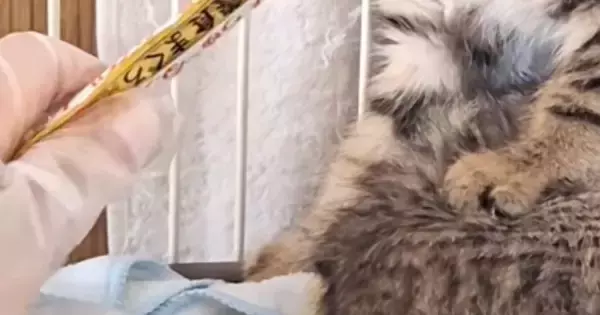 警戒心が強い『きょうだい子猫』→おやつをあげてみると…可愛すぎる反応に笑ってしまうと85万再生「永遠に見ていられるｗ」「踏んでるｗ」