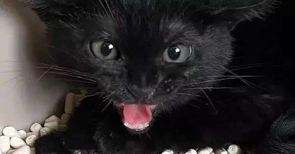 シャーと威嚇していた保護子猫→3日目に見せた『まさかの表情』に1万いいね「可愛すぎてたまらんｗ」「短い反抗期ｗ」と癒される人が続出