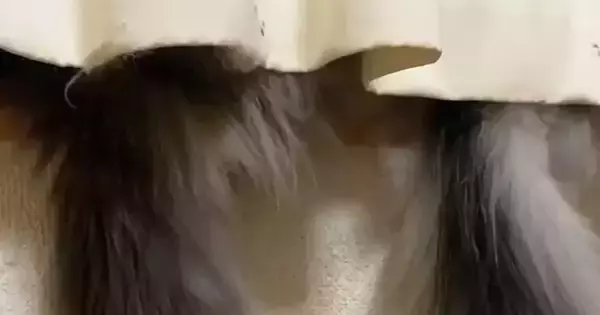 窓の外を眺める2匹の猫→カーテンの下から『しっぽ』が出ていて…可愛すぎる様子に「さわっさわっしたいｗ」「ほんとのツインテール」と反響