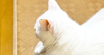 向かい合う2匹の猫→片方をよく見ると…思わず二度見する『驚きの光景』に6万いいね「理解するのに数秒かかったｗ」「ガタイがいいのかとｗ」