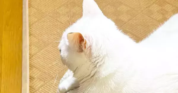向かい合う2匹の猫→片方をよく見ると…思わず二度見する『驚きの光景』に6万いいね「理解するのに数秒かかったｗ」「ガタイがいいのかとｗ」