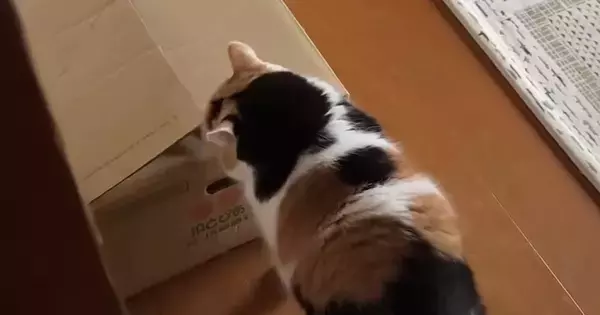 段ボール箱に入ることにした三毛猫→見守っていると…可愛すぎる光景に悶絶の声「ふふと笑ってしまったｗ」「変な声出た」と11万再生