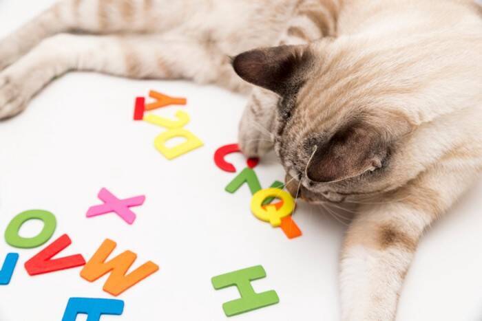 猫に『名前』をつけるときに注意すべきこと4つ　失敗しないためのポイントや名付けのコツ