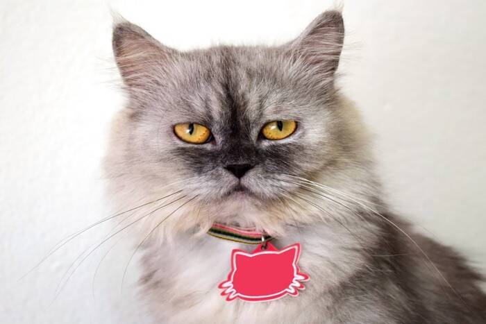 猫に『名前』をつけるときに注意すべきこと4つ　失敗しないためのポイントや名付けのコツ