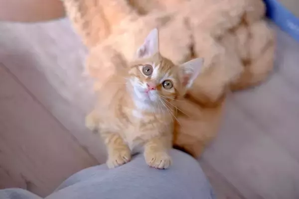 猫が『鳴きながら近付いてくる』ときの心理3つ　伝えたいことがある？応えてあげたい要求とは