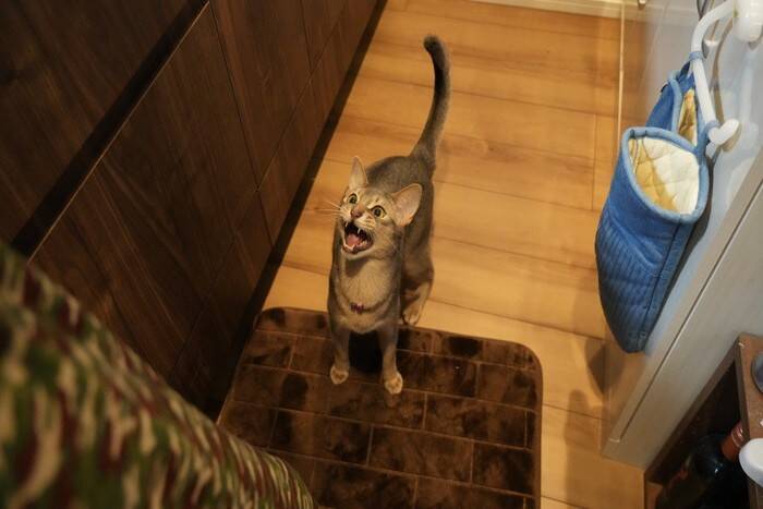 猫が『鳴きながら近付いてくる』ときの心理3つ　伝えたいことがある？応えてあげたい要求とは