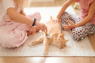 『心優しい猫』に多くみられる特徴5つ　性格に影響する要因から温厚に育てるコツまで