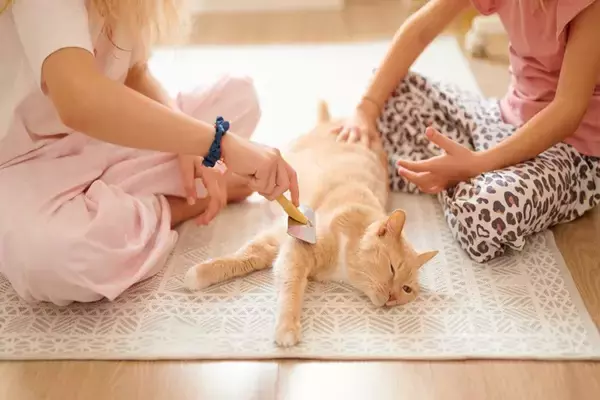 『心優しい猫』に多くみられる特徴5つ　性格に影響する要因から温厚に育てるコツまで