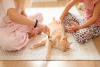 『心優しい猫』に多くみられる特徴5つ　性格に影響する要因から温厚に育てるコツまで