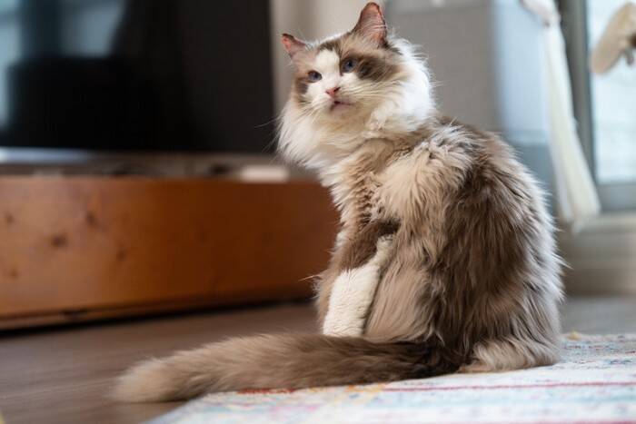 『心優しい猫』に多くみられる特徴5つ　性格に影響する要因から温厚に育てるコツまで