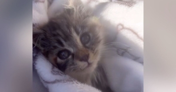 庭で『倒れこみながら鳴いていた子猫』と出会った結果…家族になるまでの軌跡と『見違える変化』に涙「見つけてもらえて良かった」「泣ける」