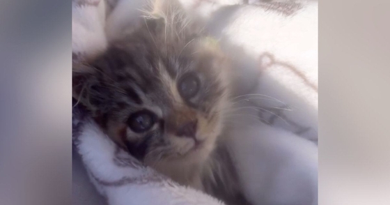 庭で『倒れこみながら鳴いていた子猫』と出会った結果…家族になるまでの軌跡と『見違える変化』に涙「見つけてもらえて良かった」「泣ける」