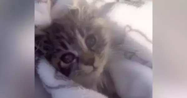 庭で『倒れこみながら鳴いていた子猫』と出会った結果…家族になるまでの軌跡と『見違える変化』に涙「見つけてもらえて良かった」「泣ける」