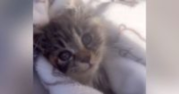 庭で『倒れこみながら鳴いていた子猫』と出会った結果…家族になるまでの軌跡と『見違える変化』に涙「見つけてもらえて良かった」「泣ける」