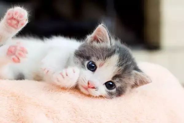子猫が起こしやすい『病気・トラブル』5選　見逃せないサインや予防策も解説