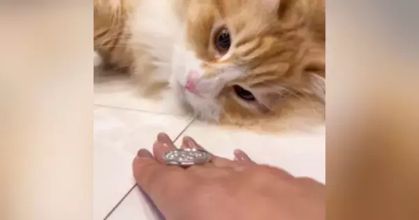 猫は『マジックができる？』チャレンジさせてみた結果……驚きの展開に「天才マジシャン誕生」「ほんまに天才やんｗ」と58万再生