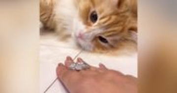 猫は『マジックができる？』チャレンジさせてみた結果……驚きの展開に「天才マジシャン誕生」「ほんまに天才やんｗ」と58万再生