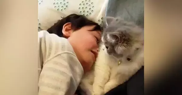 くつろぐ猫→男の子が『猫吸い』をしにやって来ると…可愛すぎる『触れ合いの様子』が25万再生「大好きが伝わってほっこり」「癒ししかない」