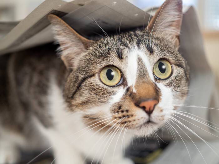 猫が『新聞やチラシ』に乗ってくる理由3つ　紙を好むのはなぜ？降りてもらいたいときの対処法も