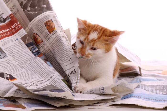 猫が『新聞やチラシ』に乗ってくる理由3つ　紙を好むのはなぜ？降りてもらいたいときの対処法も