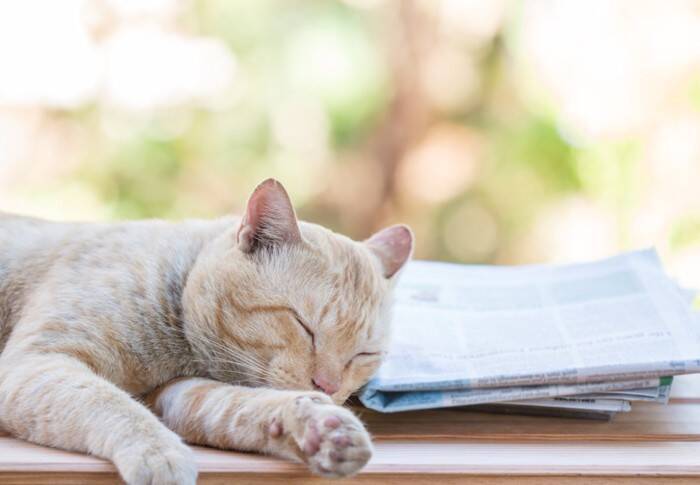 猫が『新聞やチラシ』に乗ってくる理由3つ　紙を好むのはなぜ？降りてもらいたいときの対処法も
