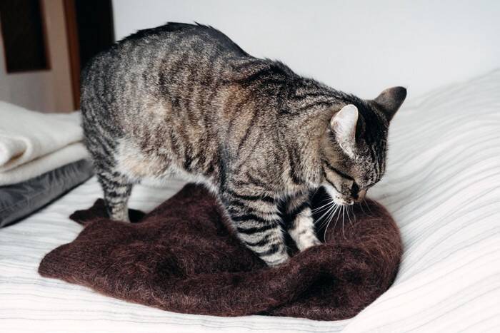 猫が『生きがい』を感じる瞬間3選　満足度を高める習慣や飼い主が心がけたいこと