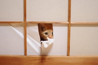 猫の習性から『和室』を守る方法5選　畳や障子を好む理由や清潔をキープするコツ
