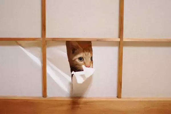 猫の習性から『和室』を守る方法5選　畳や障子を好む理由や清潔をキープするコツ