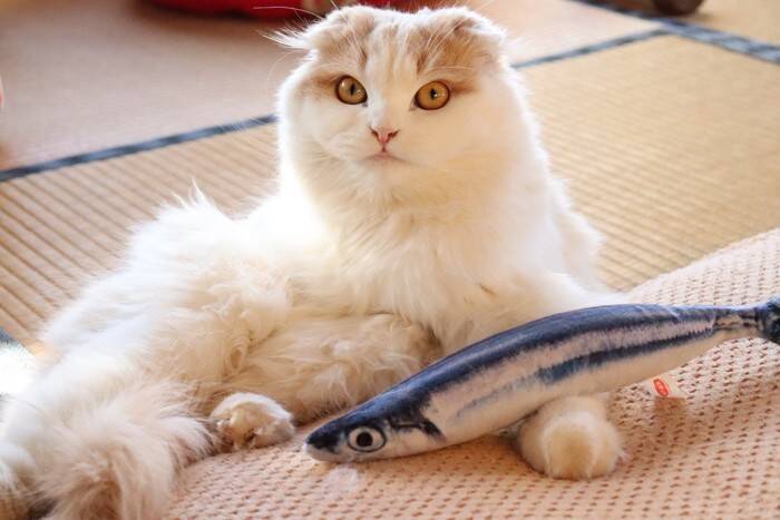 猫の習性から『和室』を守る方法5選　畳や障子を好む理由や清潔をキープするコツ