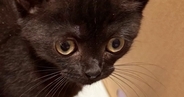 不動産屋に『猫の飼育申請』をしたら、結果は『否認』…まさかの『受理されなかった理由』に８万いいね「誰でも拒否するｗ」「床が抜けそうｗ」