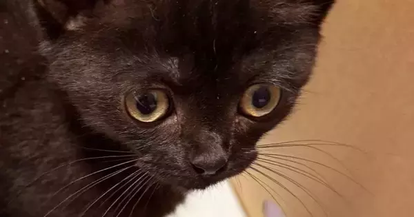 不動産屋に『猫の飼育申請』をしたら、結果は『否認』…まさかの『受理されなかった理由』に８万いいね「誰でも拒否するｗ」「床が抜けそうｗ」